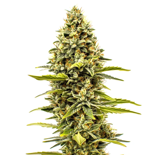 Cheese Auto (Blimburn Seeds) – offizielles Produktbild