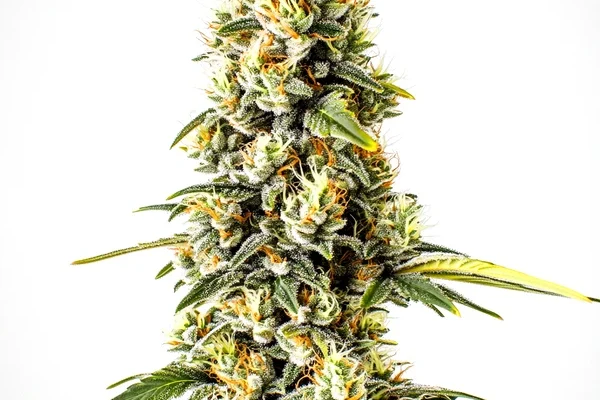 Cheese Cookies (Blimburn Seeds) – offizielles Produktbild