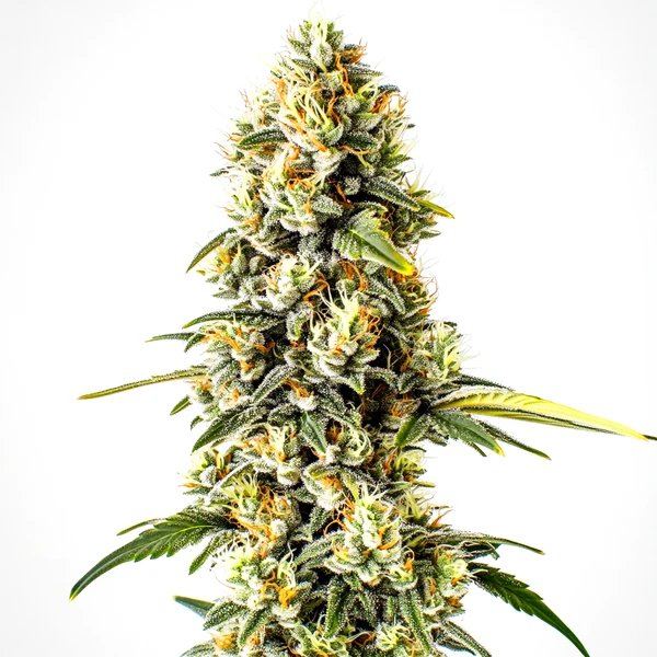 Cheese Cookies (Blimburn Seeds) – offizielles Produktbild