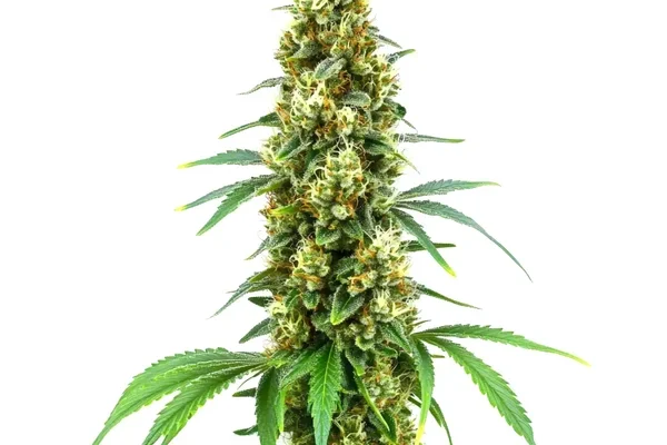Cheese Diesel (Blimburn Seeds) – offizielles Produktbild