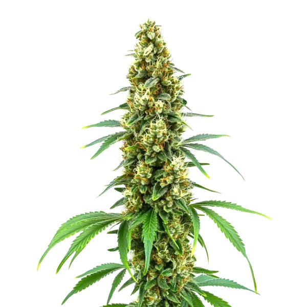 Cheese Diesel (Blimburn Seeds) – offizielles Produktbild