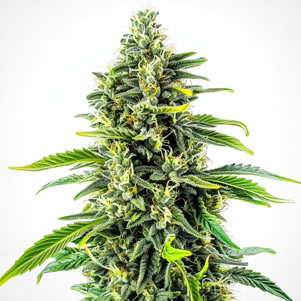 Cheese Fast Version (Blimburn Seeds) – offizielles Produktbild
