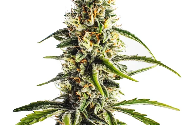 Cheese Lemon Regulär (Blimburn Seeds) – offizielles Produktbild