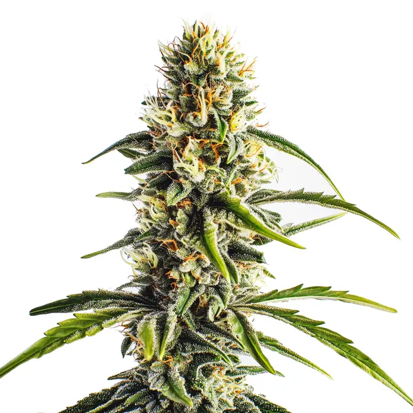 Cheese Lemon Regulär (Blimburn Seeds) – offizielles Produktbild