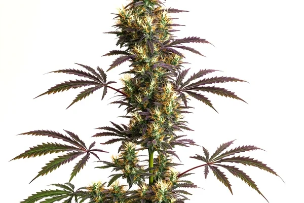 CheeseCake x Gelato Auto (Blimburn Seeds) – offizielles Produktbild