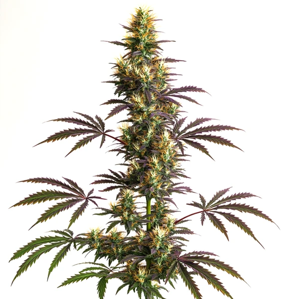 CheeseCake x Gelato Auto (Blimburn Seeds) – offizielles Produktbild
