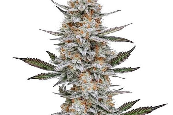 Chemdog #4 (Blimburn Seeds) – offizielles Produktbild