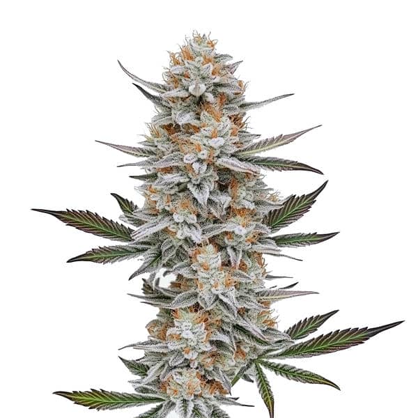Chemdog #4 (Blimburn Seeds) – offizielles Produktbild