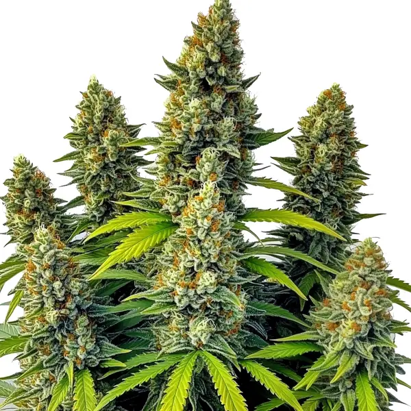 Chemdog Auto (Blimburn Seeds) – offizielles Produktbild