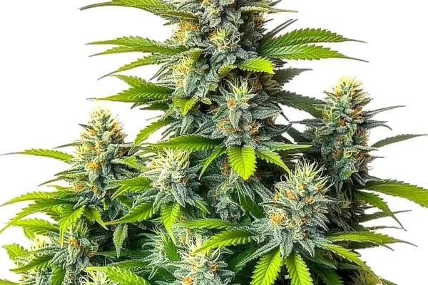Chemdog Diesel Auto (Blimburn Seeds) – offizielles Produktbild