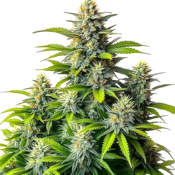 Chemdog Diesel Auto (Blimburn Seeds) – offizielles Produktbild
