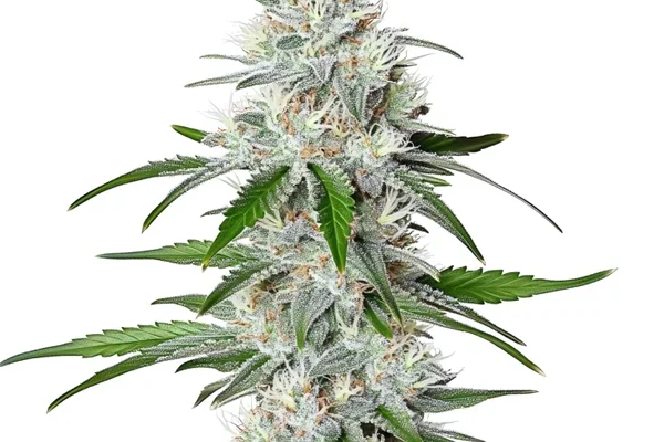 Chemdog Schnellversion (Blimburn Seeds) – offizielles Produktbild