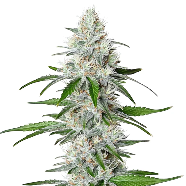 Chemdog Schnellversion (Blimburn Seeds) – offizielles Produktbild