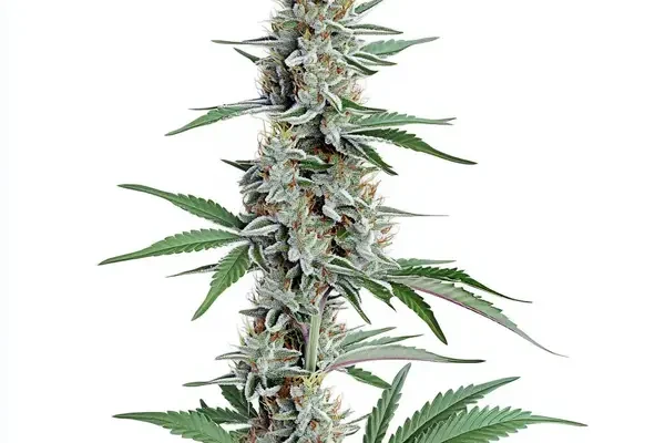 Chemdog Regulär (Blimburn Seeds) – offizielles Produktbild