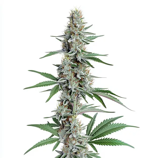 Chemdog Regulär (Blimburn Seeds) – offizielles Produktbild
