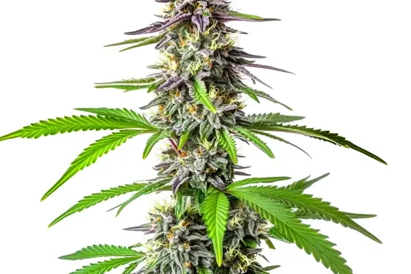 Cherry Alien Auto (Blimburn Seeds) – offizielles Produktbild
