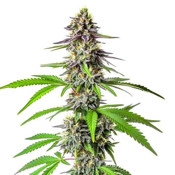 Cherry Alien Auto (Blimburn Seeds) – offizielles Produktbild