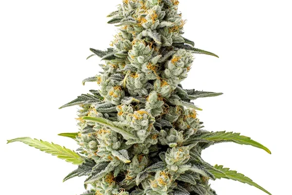 Chocolate Fondue (Blimburn Seeds) – offizielles Produktbild