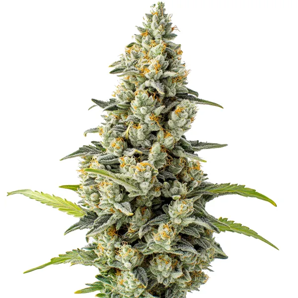Chocolate Fondue (Blimburn Seeds) – offizielles Produktbild