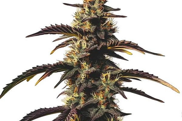 Chocolate Mint OG (Blimburn Seeds) – offizielles Produktbild