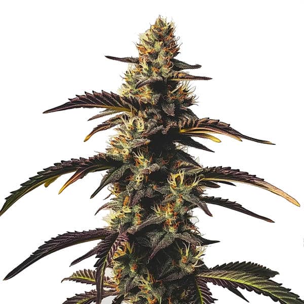 Chocolate Mint OG (Blimburn Seeds) – offizielles Produktbild