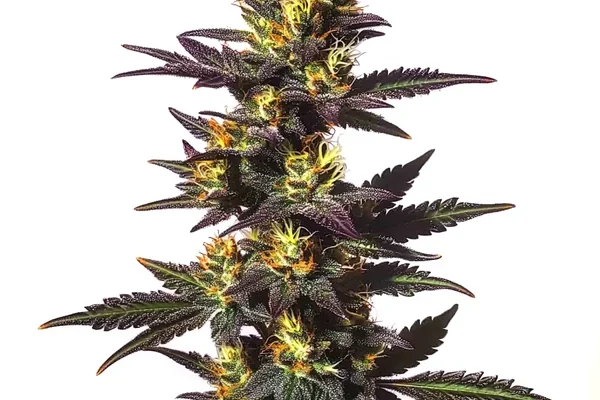 Chocolate Mint Regulär (Blimburn Seeds) – offizielles Produktbild