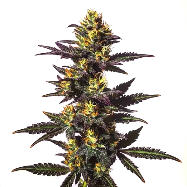 Chocolate Mint Regulär (Blimburn Seeds) – offizielles Produktbild