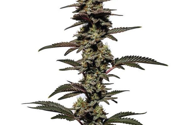 Chocolate Thai Auto (Blimburn Seeds) – offizielles Produktbild