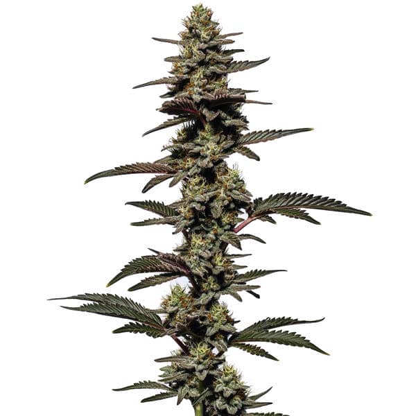 Chocolate Thai Auto (Blimburn Seeds) – offizielles Produktbild