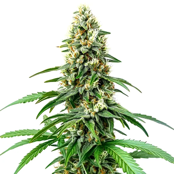 Chocolope Kush Regulär (Blimburn Seeds) – offizielles Produktbild