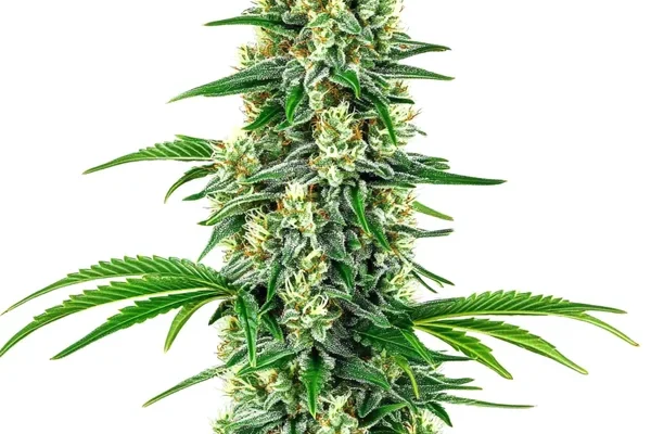 Chocolope x Candy (Blimburn Seeds) – offizielles Produktbild