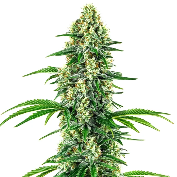 Chocolope x Candy (Blimburn Seeds) – offizielles Produktbild