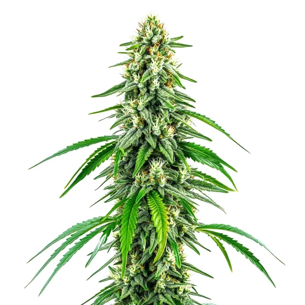 Chocolope x Kush (Blimburn Seeds) – offizielles Produktbild