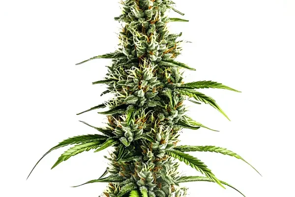 Chocolopez (Blimburn Seeds) – offizielles Produktbild