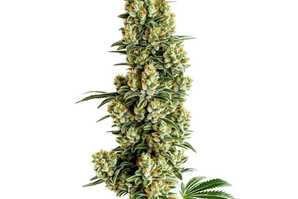 Chocolopez Schnellversion (Blimburn Seeds) – offizielles Produktbild