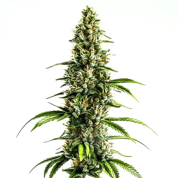 Chocolopez (Blimburn Seeds) – offizielles Produktbild