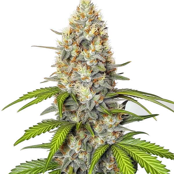Chronic Widow (Blimburn Seeds) – offizielles Produktbild