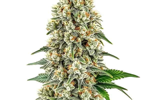 Cinderella 99 (Blimburn Seeds) – offizielles Produktbild