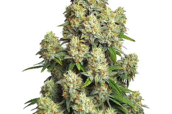Cinderella 99 Auto (Blimburn Seeds) – offizielles Produktbild