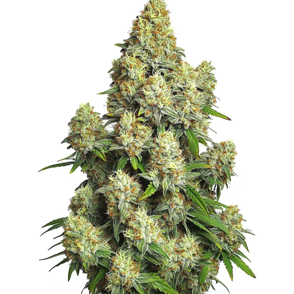 Cinderella 99 Auto (Blimburn Seeds) – offizielles Produktbild