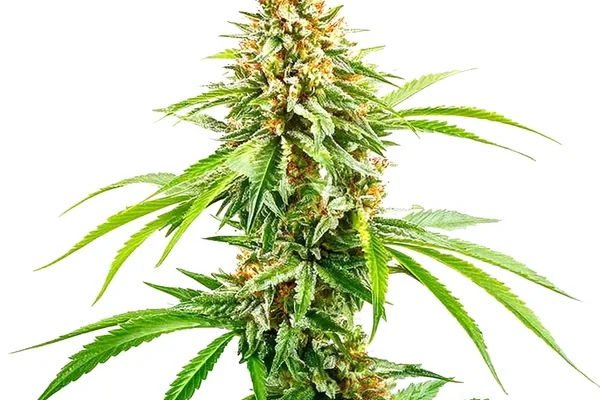 Cinderella 99 Schnellversion (Blimburn Seeds) – offizielles Produktbild