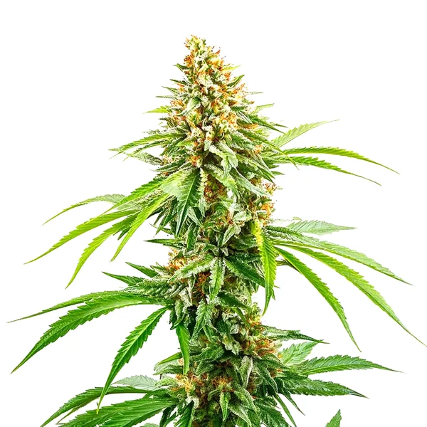 Cinderella 99 Schnellversion (Blimburn Seeds) – offizielles Produktbild