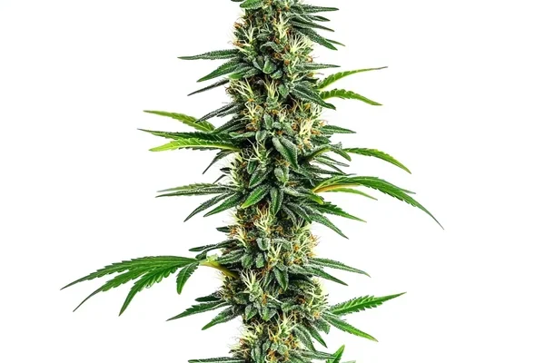 Cinderella 99 x Amnesia Haze (Blimburn Seeds) – offizielles Produktbild