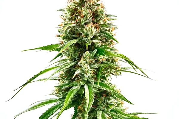 Cinderella 99 x Blueberry (Blimburn Seeds) – offizielles Produktbild