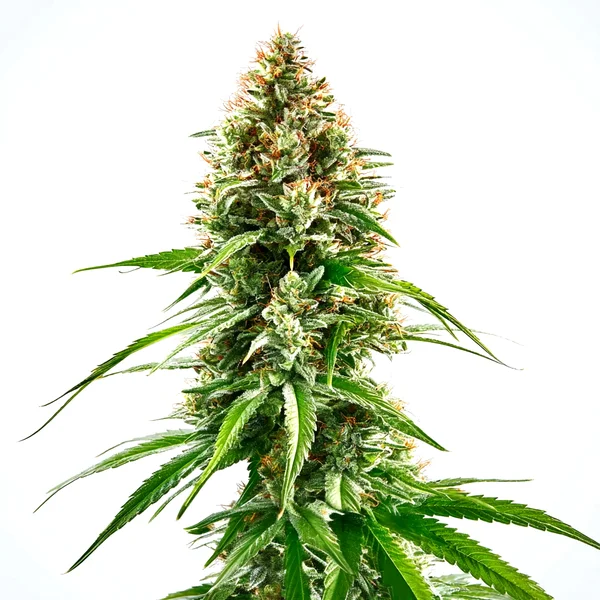 Cinderella 99 x Blueberry (Blimburn Seeds) – offizielles Produktbild