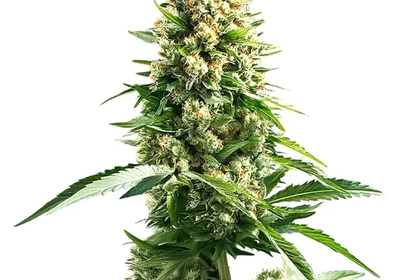 Cinderella 99 x Kali Mist (Blimburn Seeds) – offizielles Produktbild