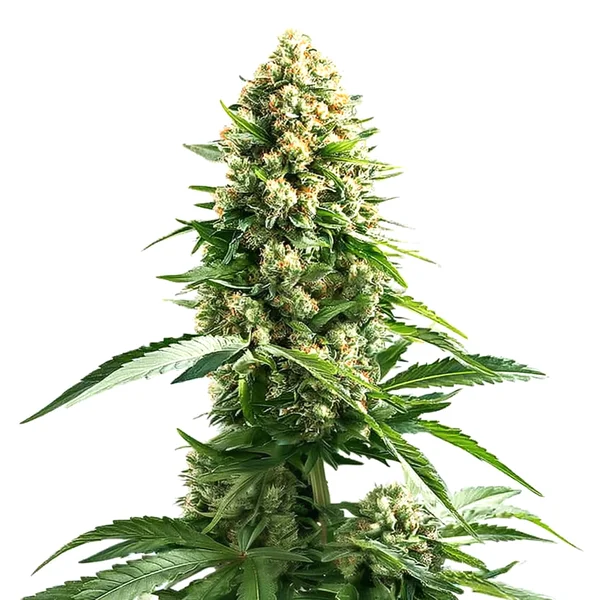 Cinderella 99 x Kali Mist (Blimburn Seeds) – offizielles Produktbild