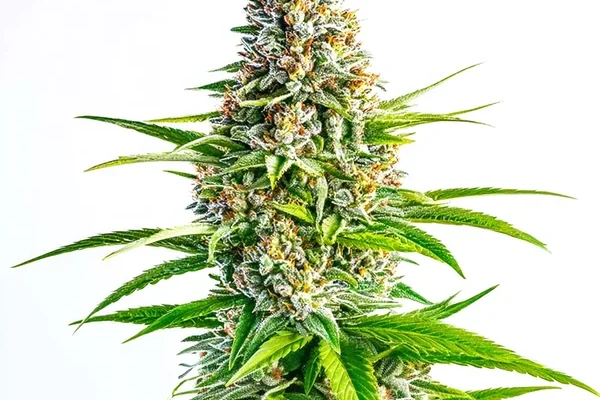 Cinderella 99 x Lemon Pie (Blimburn Seeds) – offizielles Produktbild