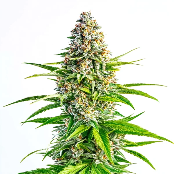 Cinderella 99 x Lemon Pie (Blimburn Seeds) – offizielles Produktbild