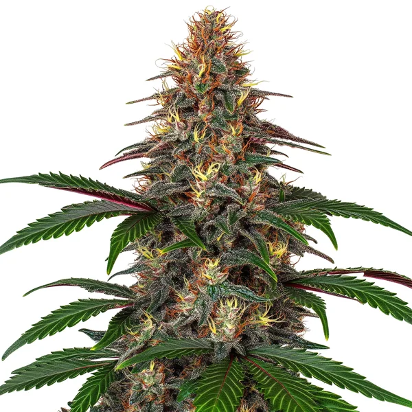 Cinderella 99 x Somango (Blimburn Seeds) – offizielles Produktbild